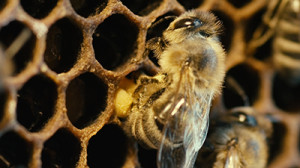 More Than Honey