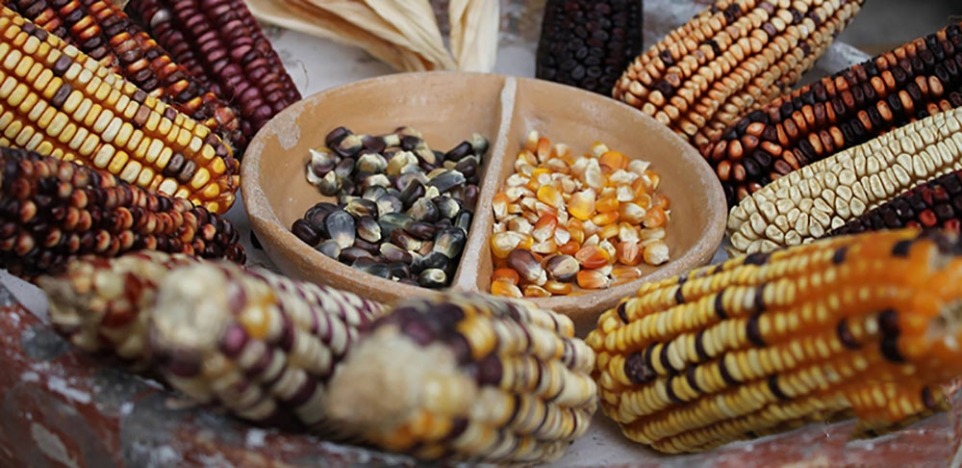 Varieties of seeds